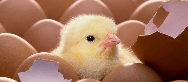 7 herramientas gratuitas para crecer en Twitter pajaro-twitter
