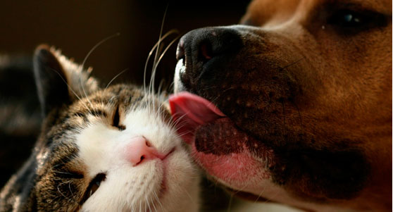 empatia El marketing de contenidos es AMOR