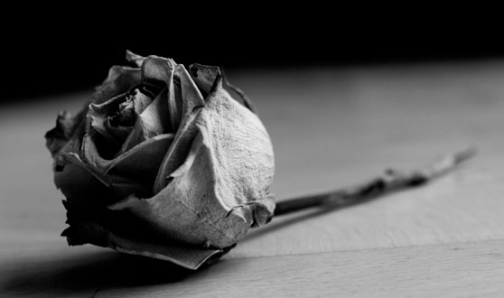 rosa Google nos recuerda que vender links está mal